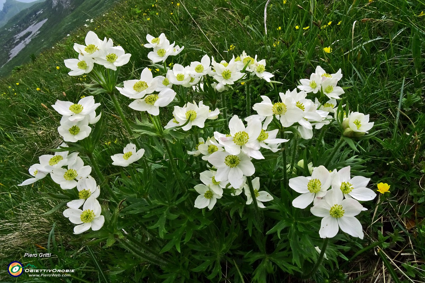 80 Bouquet di anemoni narcissini !.JPG -                                